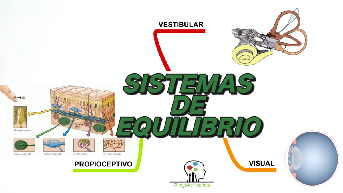 Sistemas de Equilibrio | Vestibular, Propioceptivo y Visual