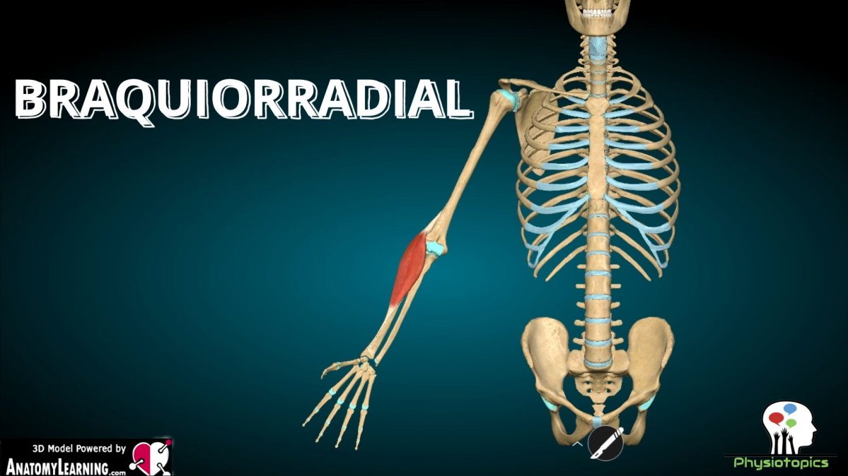 Músculo Braquiorradial (Supinador Largo)