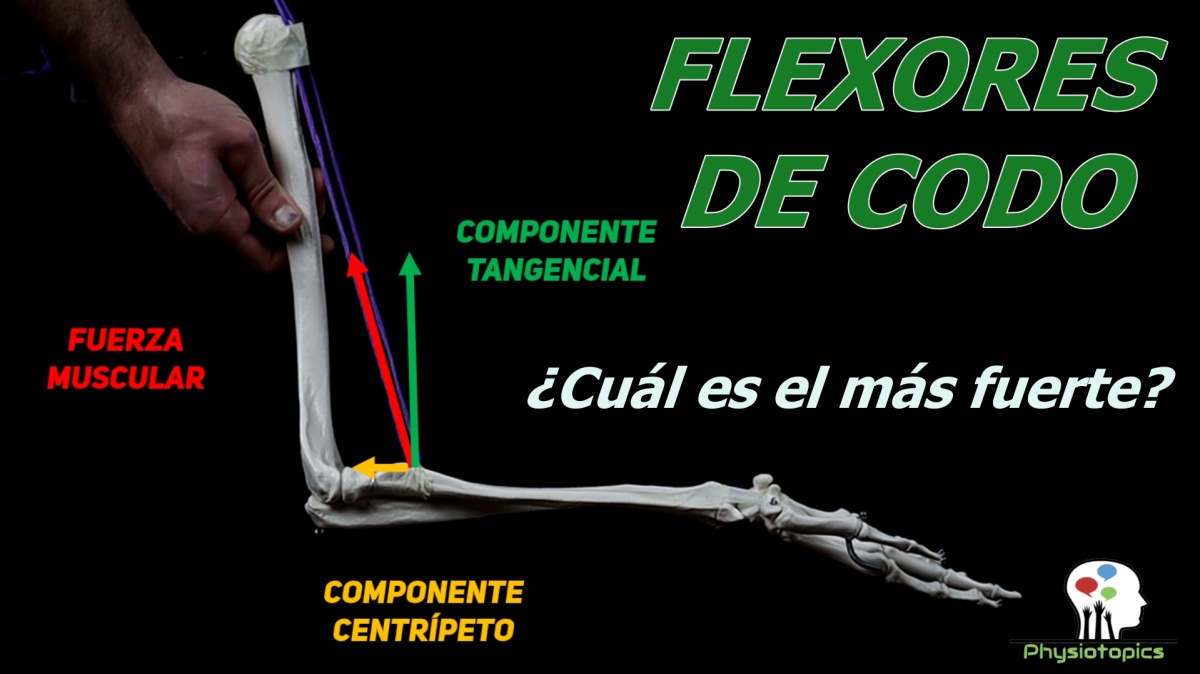 Músculos Flexores de Codo | Biomecánica de la flexión de codo