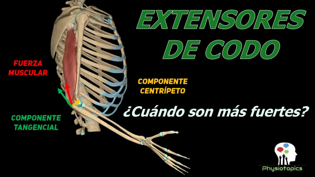 Músculos Extensores de Codo | Biomecánica de la extensión de codo