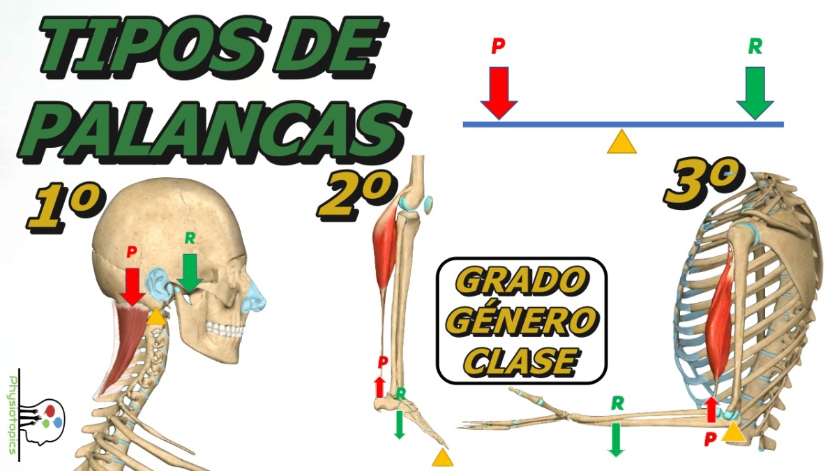 Tipos de Palancas Anatómicas: primer, segundo y tercer grado/género/clase | Biomecánica